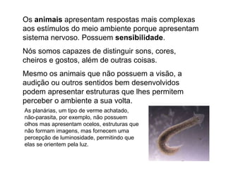 Os animais apresentam respostas mais complexas
aos estímulos do meio ambiente porque apresentam
sistema nervoso. Possuem sensibilidade.
Nós somos capazes de distinguir sons, cores,
cheiros e gostos, além de outras coisas.
Mesmo os animais que não possuem a visão, a
audição ou outros sentidos bem desenvolvidos
podem apresentar estruturas que lhes permitem
perceber o ambiente a sua volta.
As planárias, um tipo de verme achatado,
não-parasita, por exemplo, não possuem
olhos mas apresentam ocelos, estruturas que
não formam imagens, mas fornecem uma
percepção de luminosidade, permitindo que
elas se orientem pela luz.
 
