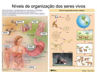 Níveis de organização dos seres vivos
 
