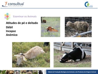 Modo de Produção Biológico de Animais e de Produtos de Origem Animal
Atitudes de pé e deitado
Débil
Incapaz
Anémico
Examinar os Animais
 