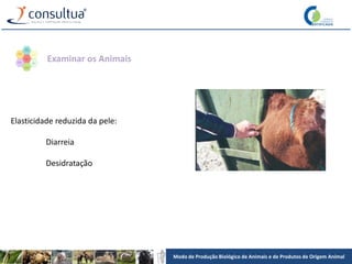 Modo de Produção Biológico de Animais e de Produtos de Origem Animal
Elasticidade reduzida da pele:
Diarreia
Desidratação
Examinar os Animais
 