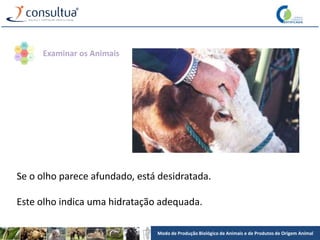 Modo de Produção Biológico de Animais e de Produtos de Origem Animal
Se o olho parece afundado, está desidratada.
Este olho indica uma hidratação adequada.
Examinar os Animais
 