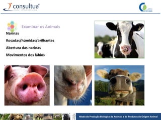 Modo de Produção Biológico de Animais e de Produtos de Origem Animal
Narinas
Rosadas/húmidas/brilhantes
Abertura das narinas
Movimentos dos lábios
Examinar os Animais
 