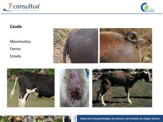 Modo de Produção Biológico de Animais e de Produtos de Origem Animal
Cauda
Movimentos
Forma
Estado
 