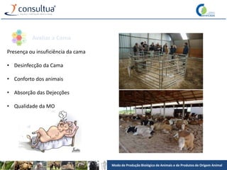 Modo de Produção Biológico de Animais e de Produtos de Origem Animal
Presença ou insuficiência da cama
• Desinfecção da Cama
• Conforto dos animais
• Absorção das Dejecções
• Qualidade da MO
Avaliar a Cama
 