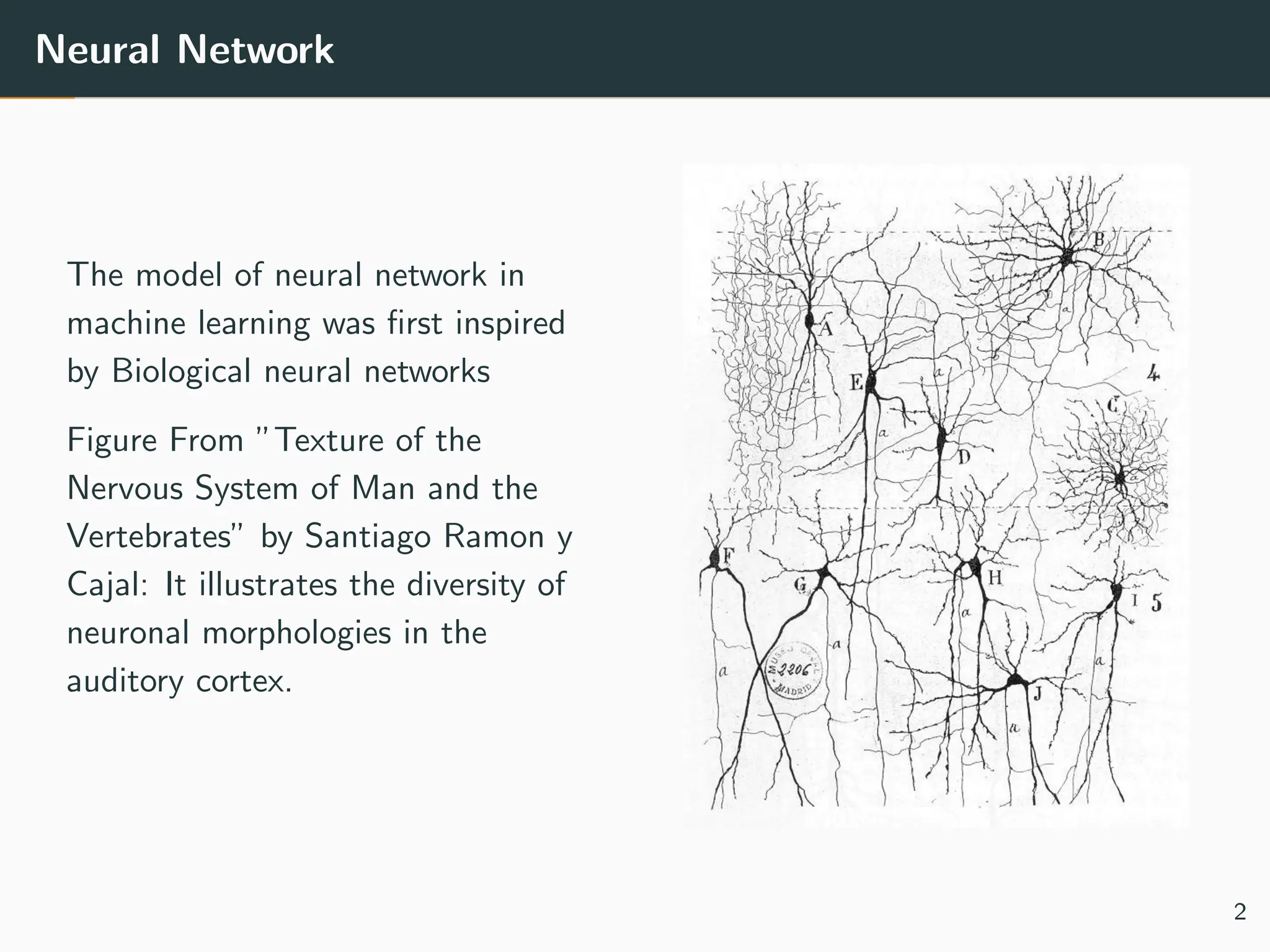 Neural Network
The model of neural network in
machine learning was first inspired
by Biological neural networks
Figure From ”Texture of the
Nervous System of Man and the
Vertebrates” by Santiago Ramon y
Cajal: It illustrates the diversity of
neuronal morphologies in the
auditory cortex.
2
 