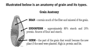 Illustrated below is an anatomy of grain and its types.
 