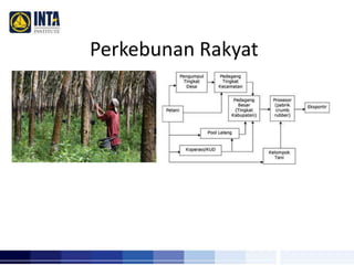 Perkebunan Rakyat 
 