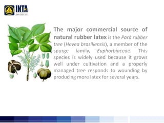The major commercial source of 
natural rubber latex is the Pará rubber 
tree (Hevea brasiliensis), a member of the 
spurge family, Euphorbiaceae. This 
species is widely used because it grows 
well under cultivation and a properly 
managed tree responds to wounding by 
producing more latex for several years. 
 