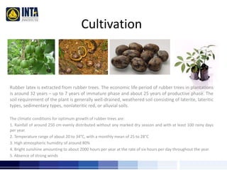 Cultivation 
Rubber latex is extracted from rubber trees. The economic life period of rubber trees in plantations 
is around 32 years – up to 7 years of immature phase and about 25 years of productive phase. The 
soil requirement of the plant is generally well-drained, weathered soil consisting of laterite, lateritic 
types, sedimentary types, nonlateritic red, or alluvial soils. 
The climatic conditions for optimum growth of rubber trees are: 
1. Rainfall of around 250 cm evenly distributed without any marked dry season and with at least 100 rainy days 
per year. 
2. Temperature range of about 20 to 34°C, with a monthly mean of 25 to 28°C 
3. High atmospheric humidity of around 80% 
4. Bright sunshine amounting to about 2000 hours per year at the rate of six hours per day throughout the year 
5. Absence of strong winds 
 
