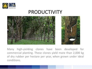 PRODUCTIVITY 
Many high-yielding clones have been developed for 
commercial planting. These clones yield more than 2,000 kg 
of dry rubber per hectare per year, when grown under ideal 
conditions. 
 