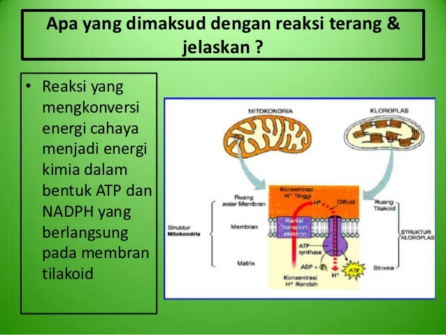 M9 Kelompok 7 Fotosintesis
