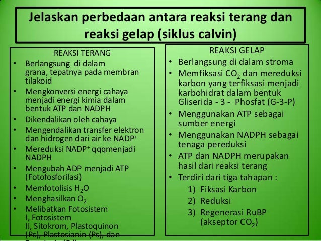 83+ Gambar Reaksi Terang Dan Gelap Fotosintesis Terbaik 83+ Gambar Reaksi Terang Dan Gelap Fotosintesis Terbaik