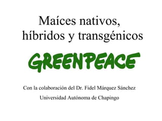 Maíces nativos,
híbridos y transgénicos


Con la colaboración del Dr. Fidel Márquez Sánchez
       Universidad Autónoma de Chapingo
 