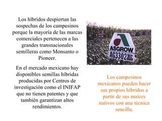 Los híbridos despiertan las
 sospechas de los campesinos
porque la mayoría de las marcas
 comerciales pertenecen a las
    grandes transnacionales
 semilleras como Monsanto o
           Pioneer.
 En el mercado mexicano hay
 disponibles semillas híbridas
                                      Los campesinos
  producidas por Centros de
                                  mexicanos pueden hacer
investigación como el INIFAP
                                   sus propios híbridos a
 que no tienen patentes y que
                                    partir de sus maíces
   también garantizan altos
                                  nativos con una técnica
        rendimientos.
                                           sencilla.
 