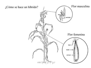 ¿Cómo se hace un híbrido?     Flor masculina




                            Flor femenina
 
