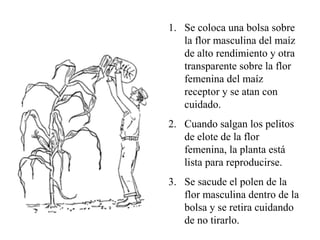 1. Se coloca una bolsa sobre
   la flor masculina del maíz
   de alto rendimiento y otra
   transparente sobre la flor
   femenina del maíz
   receptor y se atan con
   cuidado.
2. Cuando salgan los pelitos
   de elote de la flor
   femenina, la planta está
   lista para reproducirse.
3. Se sacude el polen de la
   flor masculina dentro de la
   bolsa y se retira cuidando
   de no tirarlo.
 
