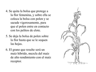 4. Se quita la bolsa que protege a
    la flor femenina, y sobre ella se
    coloca la bolsa con polen y se
    sacude vigorosamente, para
    que el polen entre en contacto
    con los pelitos de elote.
5. Se deja la bolsa de polen sobre
    la flor hasta que se le sequen
    las hojas.
6. El grano que resulte será un
    maíz híbrido, mezcla del maíz
    de alto rendimiento con el maíz
    receptor.
 
