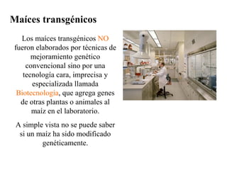 Maíces transgénicos
  Los maíces transgénicos NO
fueron elaborados por técnicas de
      mejoramiento genético
    convencional sino por una
   tecnología cara, imprecisa y
      especializada llamada
 Biotecnología, que agrega genes
  de otras plantas o animales al
      maíz en el laboratorio.
 A simple vista no se puede saber
  si un maíz ha sido modificado
         genéticamente.
 