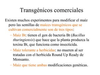 Transgénicos comerciales
Existen muchos experimentos para modificar el maíz
  pero las semillas de maíces transgénicos que se
  cultivan comercialmente son de tres tipos:
   – Maíz Bt: tienen el gen de bacteria Bt (Bacillus
     thuringiensis) que hace que la planta produzca la
     toxina Bt, que funciona como insecticida.
   – Maíz tolerante a herbicidas: no mueren al ser
     tratadas con el herbicida Round Up Ready de
     Monsanto.
   – Maíz que tiene ambas modificaciones genéticas.
 