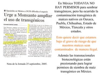 En México TODAVIA NO
                                           HAY PERMISOS para sembrar
                                          transgénicos, pero ha ocurrido la
                                            contaminación transgénica de
                                             maíces nativos en Oaxaca,
                                            Puebla, Chihuahua, Estado de
                                              México, Tlaxcala y otros
                                                      estados.
                                           Esto quiere decir que estamos
                                           bajo el grave de riesgo de que
                                               nuestros maíces sean
                                          contaminados de manera ilegal.
                                            Además las transnacionales
                                               biotecnológicas están
Nota de la Jornada 25 septiembre, 2005.      presionando para lograr
                                           permisos de siembra de maíz
                                              transgénico en México.
 