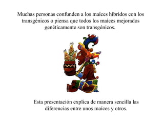 Muchas personas confunden a los maíces híbridos con los
 transgénicos o piensa que todos los maíces mejorados
           genéticamente son transgénicos.




       Esta presentación explica de manera sencilla las
            diferencias entre unos maíces y otros.
 