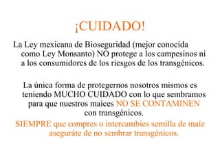 ¡CUIDADO!
La Ley mexicana de Bioseguridad (mejor conocida
  como Ley Monsanto) NO protege a los campesinos ni
  a los consumidores de los riesgos de los transgénicos.

  La única forma de protegernos nosotros mismos es
  teniendo MUCHO CUIDADO con lo que sembramos
    para que nuestros maíces NO SE CONTAMINEN
                    con transgénicos.
SIEMPRE que compres o intercambies semilla de maíz
          aseguráte de no sembrar transgénicos.
 