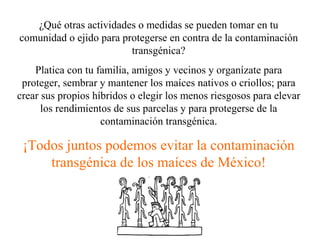 ¿Qué otras actividades o medidas se pueden tomar en tu
comunidad o ejido para protegerse en contra de la contaminación
                         transgénica?
    Platica con tu familia, amigos y vecinos y organízate para
 proteger, sembrar y mantener los maíces nativos o criollos; para
crear sus propios híbridos o elegir los menos riesgosos para elevar
      los rendimientos de sus parcelas y para protegerse de la
                    contaminación transgénica.

 ¡Todos juntos podemos evitar la contaminación
     transgénica de los maíces de México!
 