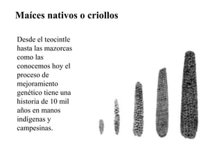 Maíces nativos o criollos

Desde el teocintle
hasta las mazorcas
como las
conocemos hoy el
proceso de
mejoramiento
genético tiene una
historia de 10 mil
años en manos
indígenas y
campesinas.
 