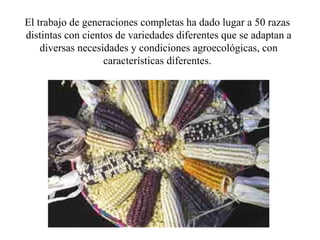 El trabajo de generaciones completas ha dado lugar a 50 razas
distintas con cientos de variedades diferentes que se adaptan a
    diversas necesidades y condiciones agroecológicas, con
                   características diferentes.
 