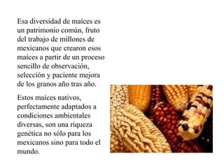 Esa diversidad de maíces es
un patrimonio común, fruto
del trabajo de millones de
mexicanos que crearon esos
maíces a partir de un proceso
sencillo de observación,
selección y paciente mejora
de los granos año tras año.
Estos maíces nativos,
perfectamente adaptados a
condiciones ambientales
diversas, son una riqueza
genética no sólo para los
mexicanos sino para todo el
mundo.
 