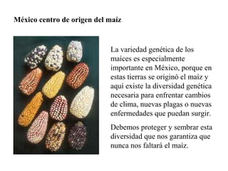 México centro de origen del maíz


                            La variedad genética de los
                            maíces es especialmente
                            importante en México, porque en
                            estas tierras se originó el maíz y
                            aquí existe la diversidad genética
                            necesaria para enfrentar cambios
                            de clima, nuevas plagas o nuevas
                            enfermedades que puedan surgir.
                            Debemos proteger y sembrar esta
                            diversidad que nos garantiza que
                            nunca nos faltará el maíz.
 