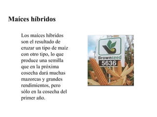 Maíces híbridos

    Los maíces híbridos
    son el resultado de
    cruzar un tipo de maíz
    con otro tipo, lo que
    produce una semilla
    que en la próxima
    cosecha dará muchas
    mazorcas y grandes
    rendimientos, pero
    sólo en la cosecha del
    primer año.
 