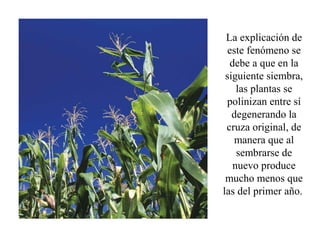 La explicación de
  este fenómeno se
  debe a que en la
 siguiente siembra,
    las plantas se
 polinizan entre sí
   degenerando la
 cruza original, de
   manera que al
    sembrarse de
   nuevo produce
 mucho menos que
las del primer año.
 