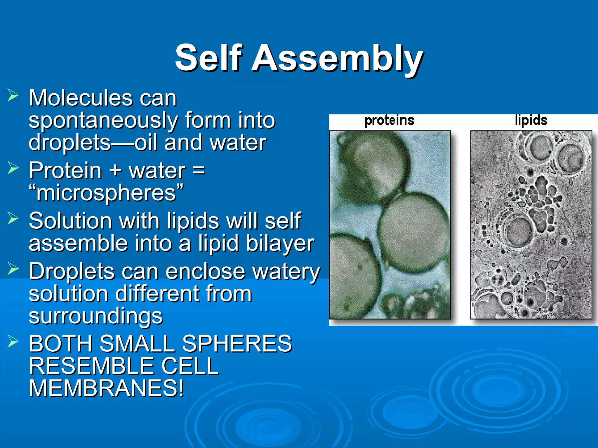 Self Assembly
   Molecules can
    spontaneously form into
    droplets—oil and water
   Protein + water =
    “microspheres”
   Solution with lipids will self
    assemble into a lipid bilayer
   Droplets can enclose watery
    solution different from
    surroundings
   BOTH SMALL SPHERES
    RESEMBLE CELL
    MEMBRANES!
 