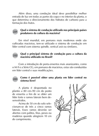 Além disso, uma condução ideal deve possibilitar melhor
entrada de luz em todas as partes da copa e no interior da planta, o
que determina o direcionamento dos hidratos de carbono para a
formação dos frutos.
221	
Qual o sistema de condução utilizado nos principais países
produtores da cultura da macieira?
Em nível mundial, em pomares mais modernos onde são
cultivadas macieiras, tem-se utilizado o sistema de condução em
líder central com sistema spindle, vertical axis ou similares.
222	
Qual o principal sistema de condução para a cultura da
macieira utilizado no Brasil?
Com a introdução de porta-enxertos mais ananizantes, como
o M-9 e a Série CG, em pomares de macieiras, estas são conduzidas
em líder central e suas modificações.
223	
Como é possível obter uma planta em líder central no
sistema livre?
A planta é despontada no
plantio a 80 cm–90 cm do ponto
de enxertia a fim de se obter um
líder forte e ramos laterais bem de-
senvolvidos.
Acima de 50 cm do solo sele-
cionam-se de três a cinco ramos
laterais. Esses ramos deverão ser
abertos com palitos, fitas, pesos ou
madeiras quando atingirem 10 cm
de comprimento.
 
