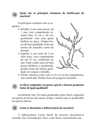 24	
Quais são as principais estruturas de frutificação da
macieira?
As principais estruturas são as se-
guintes:
•	 Brindila: é um ramo jovem, de
1 ano, com comprimento va­
riável entre 15 cm e 30 cm,
geralmente com uma gema
florífera no ápice. Origina fru­
tas de boa qualidade, tanto em
termos de tamanho como de
formato.
•	 Esporão: é um ramo de 2 ou
mais anos, com comprimento
de até 15 cm, ramificado ou
não. Pode conter uma ou mais
gemas floríferas e, geralmente,
produz frutos de menor quali-
dade em relação à brindila.
•	 Dardo: estrutura curta, com 4 cm a 6 cm de comprimento,
não ramificado. Produz frutas de pequeno tamanho.
25	
As flores originadas em gemas apicais e laterais produzem
frutos de igual qualidade?
Geralmente não. Os frutos produzidos pelas flores originadas
nas gemas terminais são, quase sempre, maiores que os produzidos
nas gemas laterais.
26	 Como se denomina a inflorescência da macieira?
A inflorescência (cacho floral) da macieira denomina-se
corimbo. Ela é formada por cinco a sete flores, normalmente seis.
 