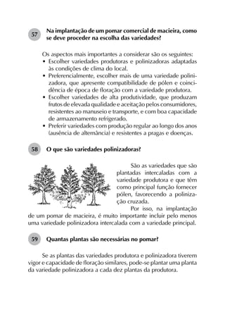 57	
Na implantação de um pomar comercial de macieira, como
se deve proceder na escolha das variedades?
Os aspectos mais importantes a considerar são os seguintes:
•	 Escolher variedades produtoras e polinizadoras adaptadas
às condições de clima do local.
•	 Preferencialmente, escolher mais de uma variedade polini-
zadora, que apresente compatibilidade de pólen e coinci-
dência de época de floração com a variedade produtora.
•	 Escolher variedades de alta produtividade, que produzam
frutos de elevada qualidade e aceitação pelos consumidores,
resistentes ao manuseio e transporte, e com boa capacidade
de armazenamento refrigerado.
•	 Preferir variedades com produção regular ao longo dos anos
(ausência de alternância) e resistentes a pragas e doenças.
58	 O que são variedades polinizadoras?
São as variedades que são
plantadas intercaladas com a
variedade produtora e que têm
como principal função fornecer
pólen, favorecendo a poliniza-
ção cruzada.
Por isso, na implantação
de um pomar de macieira, é muito importante incluir pelo menos
uma variedade polinizadora intercalada com a variedade principal.
59	 Quantas plantas são necessárias no pomar?
Se as plantas das variedades produtora e polinizadora tiverem
vigor e capacidade de floração similares, pode-se plantar uma planta
da variedade polinizadora a cada dez plantas da produtora.
 