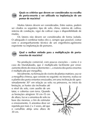 128	
Quais os critérios que devem ser considerados na escolha
do porta-enxerto a ser utilizado na implantação de um
pomar de macieira?
Muitos fatores devem ser considerados. Entre outros, podem
ser citados os seguintes: tipo de solo, clima, sistema de cultivo,
sistema de condução, vigor da cultivar copa e disponibilidade de
mudas.
Os fatores não devem ser considerados de forma isolada.
O adequado é combinar todos eles e, sempre que possível, contar
com o acompanhamento técnico de um engenheiro-agrônomo
experiente na implantação de pomares.
129	
Qual o melhor método para a multiplicação de porta-
enxertos de macieira?
Na produção comercial, com poucas exceções – como é o
caso do Marubakaido, que é multiplicado facilmente por enrai­
zamento direto de estacas dormentes –, a maioria dos porta-enxertos
é multiplicada por mergulhia.
Inicialmente, na formação do viveiro de plantas matrizes, usa-se
a mergulhia chinesa, que consiste no seguinte: no inverno, realiza-se
o plantio dos porta-enxertos enraizados, em uma inclinação de apro-
ximadamente 30° em relação ao solo; na primavera, no início da
brotação, as hastes são inclinadas até
o nível do solo, com auxílio de um
tutor, e cobertas com terra. Quando
as brotações atingirem 10 cm–15 cm
de altura, faz-se a amontoa de solo na
base das mesmas, a fim de estimular
o enraizamento. A amontoa deve ser
repetida por mais 2 a 3 vezes, até que
o camalhão atinja uma altura de
30 cm.
 