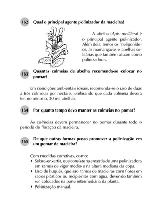 162	 Qual o principal agente polinizador da macieira?
A abelha (Apis mellifera) é
o principal agente polinizador.
Além dela, temos os meliponíde-
os, as mamangavas e abelhas so-
litárias que também atuam como
polinizadoras.
163	
Quantas colmeias de abelha recomenda-se colocar no
pomar?
Em condições ambientais ideais, recomenda-se o uso de duas
a três colmeias por hectare, lembrando que cada colmeia deverá
ter, no mínimo, 30 mil abelhas.
164	 Por quanto tempo devo manter as colmeias no pomar?
As colmeias devem permanecer no pomar durante todo o
período de floração da macieira.
165	
De que outras formas posso promover a polinização em
um pomar de macieira?
Com medidas corretivas, como:
•	 Sobre-enxertia,queconsistenaenxertiadeumapolinizadora
em ramos de vigor médio e na altura mediana da copa.
•	 Uso de buquês, que são ramos de macieiras com flores em
sacos plásticos ou recipientes com água, devendo também
ser colocados na parte intermediária da planta.
•	 Polinização manual.
 