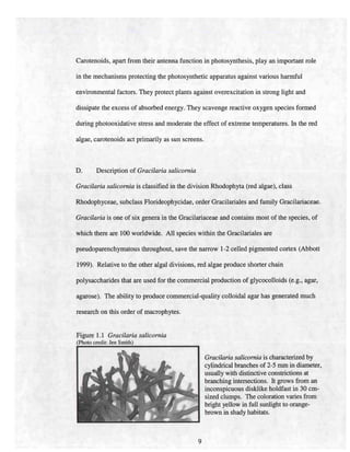 Carotenoids, apart from their antenna function in photosynthesis, play an important role
in the mechanisms protecting the photosynthetic apparatus against various harmful
environmental factors. They protect plants against overexcitation in strong light and
dissipate the excess of absorbed energy. They scavenge reactive oxygen species formed
during photooxidative stress and moderate the effect of extreme temperatures. In the red
algae, carotenoids act primarily as sun screens.
D. Description of Gracilaria salicomia
Gracilaria salicomia is classified in the division Rhodophyta (red algae), class
Rhodophyceae, subclass Florideophycidae, order Gracilariales and family Gracilariaceae.
Gracilaria is one of six genera in the Gracilariaceae and contains most of the species, of
which there are 100 worldwide. All species within the Gracilariales are
pseudoparenchymatous throughout, save the narrow 1-2 celled pigmented cortex (Abbott
1999). Relative to the other algal divisions, red algae produce shorter chain
polysaccharides that are used for the commercial production of glycocolloids (e.g., agar,
agarose). The ability to produce commercial-quality colloidal agar has generated much
research on this order of macrophytes.
Figure 1.1 Gracilaria salicomia
(Photo credit: len Smith)
Gracilaria salicomia is characterized by
cylindrical branches of 2-5 mm in diameter,
usually with distinctive constrictions at
branching intersections. It grows from an
inconspicuous disklike holdfast in 30 cm-
sized clumps. The coloration varies from
bright yellow in full sunlight to orange-
brown in shady habitats.
9
 