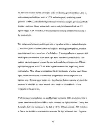 has been seen in other marine autotrophs, under non-limiting growth conditions, that G.
salicornia exposed to higher levels of UVR, and subsequently producing greater
quantities of MAAs, did not exhibit growth rates slower than samples grown under UVR-
shielded conditions. Based on this study, natural sunlight in both the PAR and UV
regions trigger MAA production, with concentrations directly related to the intensity of
the incident light.
This study coarsely investigated the potential of a gradient within an individual sample.
G. salicornia grown in tumble culture develops as a densely packed spheroid, where all
inner tissue experiences some level of self-shading. A strong gradient was apparent, with
much higher concentrations in the apical tips, based on a three-layered analysis. The
gradient was most apparent between the outer and middle layers for porphyra-334 and
mycosporine-glycine, with 320 and 414% higher concentrations, respectively, in the
outer samples. More refined investigations, that divide the outer layer into many thinner
layers, should be conducted to determine if this gradient is even stronger than that
reported here. Because recent studies have hypothesized that mycosporine-glycine is the
precursor of other MAAs, future research could also focus on the kinetics of this
compound in the apical tips.
While increased solar radiation can quickly trigger substantial MAA production, little is
known about the metabolism of MAAs under sustained low light conditions. During Run
B, samples that were maintained in the dark at 4°C for 24 hours showed a 50% reduction
in four of the five MAAs relative to levels seen on the days before and after. Palythene
43
 
