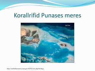 Korallrifid Punases mereshttp://earthobservatory.nasa.gov/IOTD/view.php?id=8593