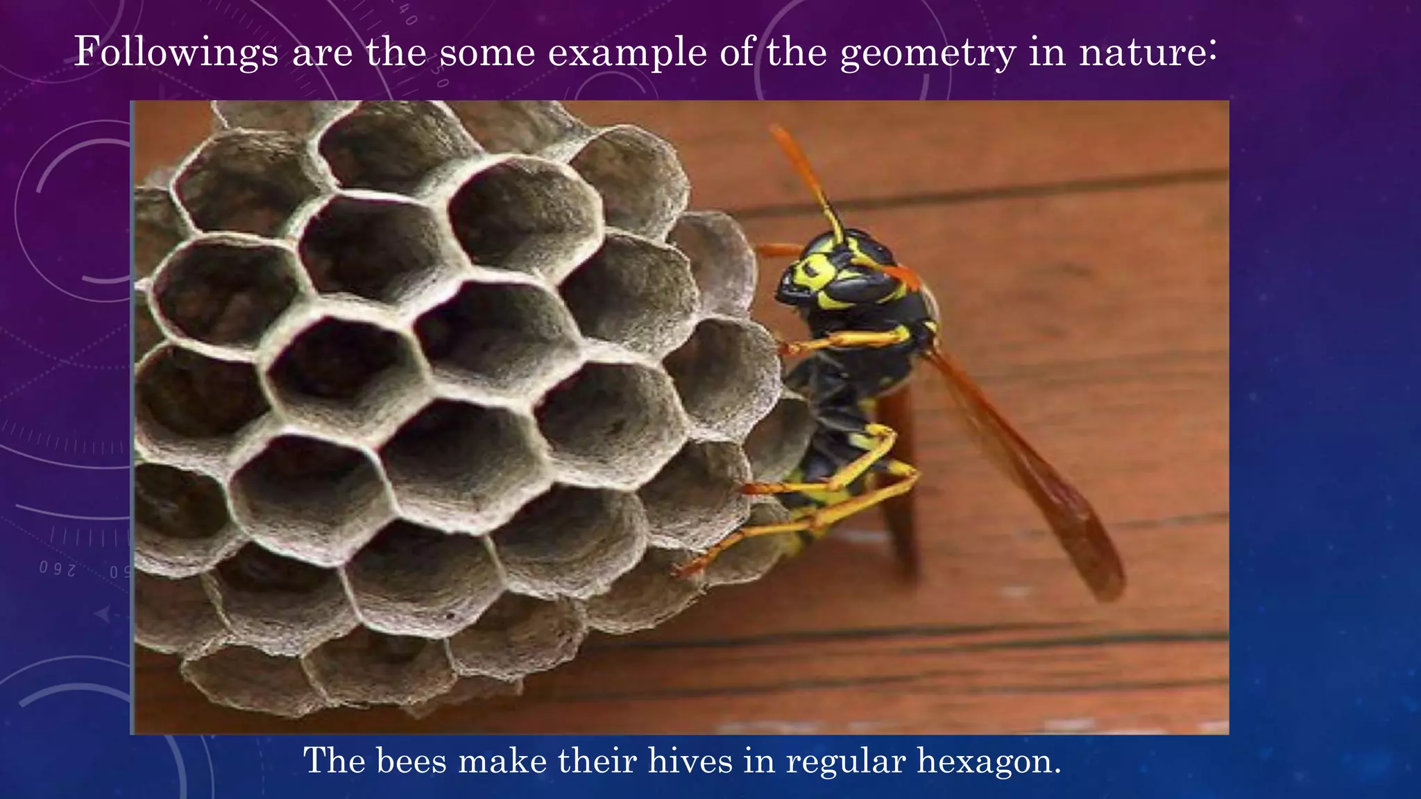 Followings are the some example of the geometry in nature:
The bees make their hives in regular hexagon.
 