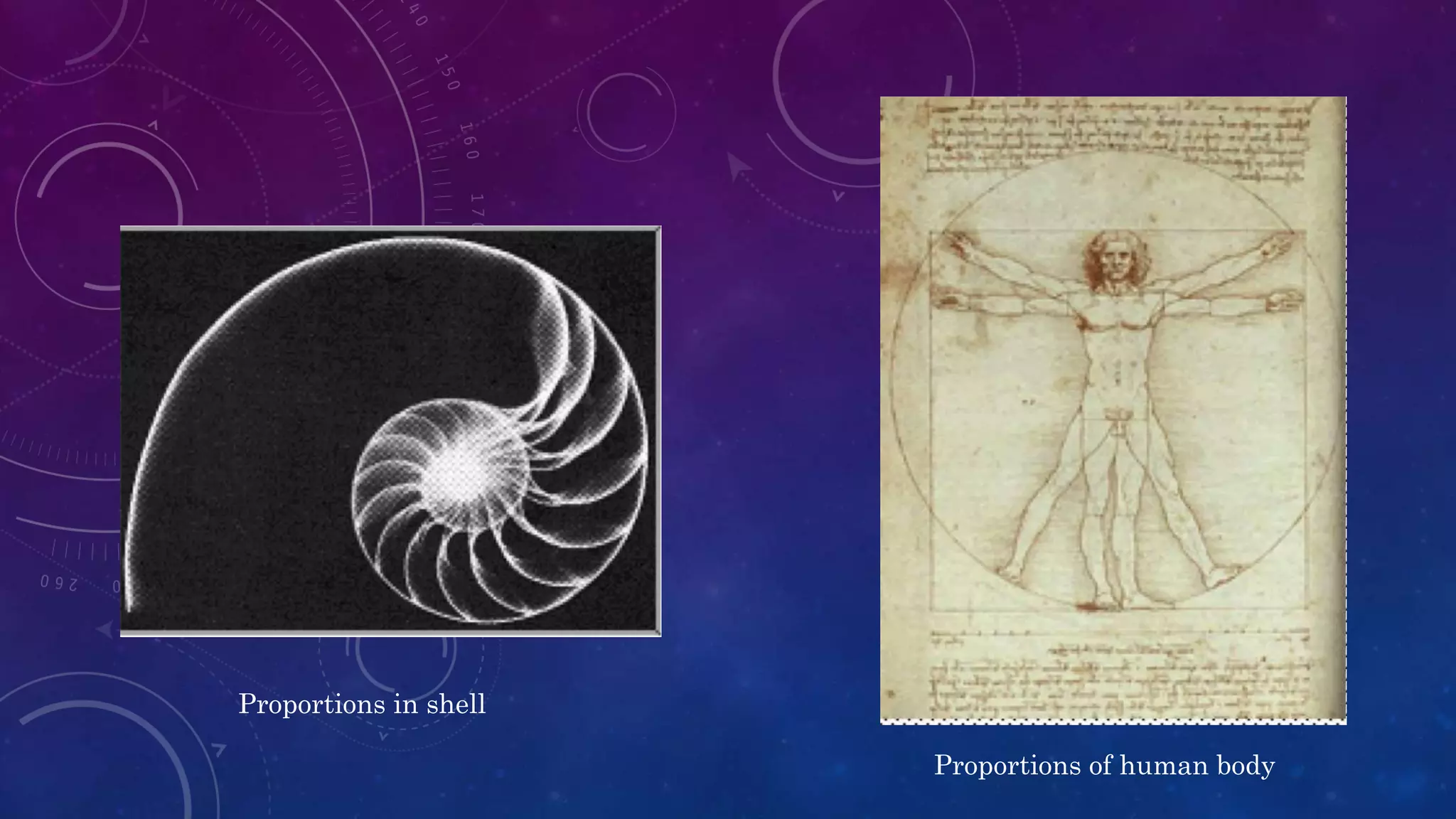Proportions of human body
Proportions in shell
 