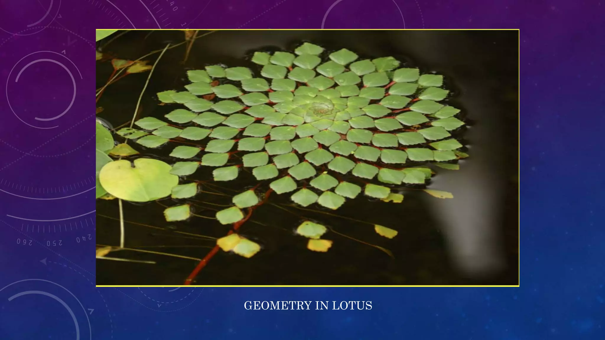 GEOMETRY IN LOTUS
 