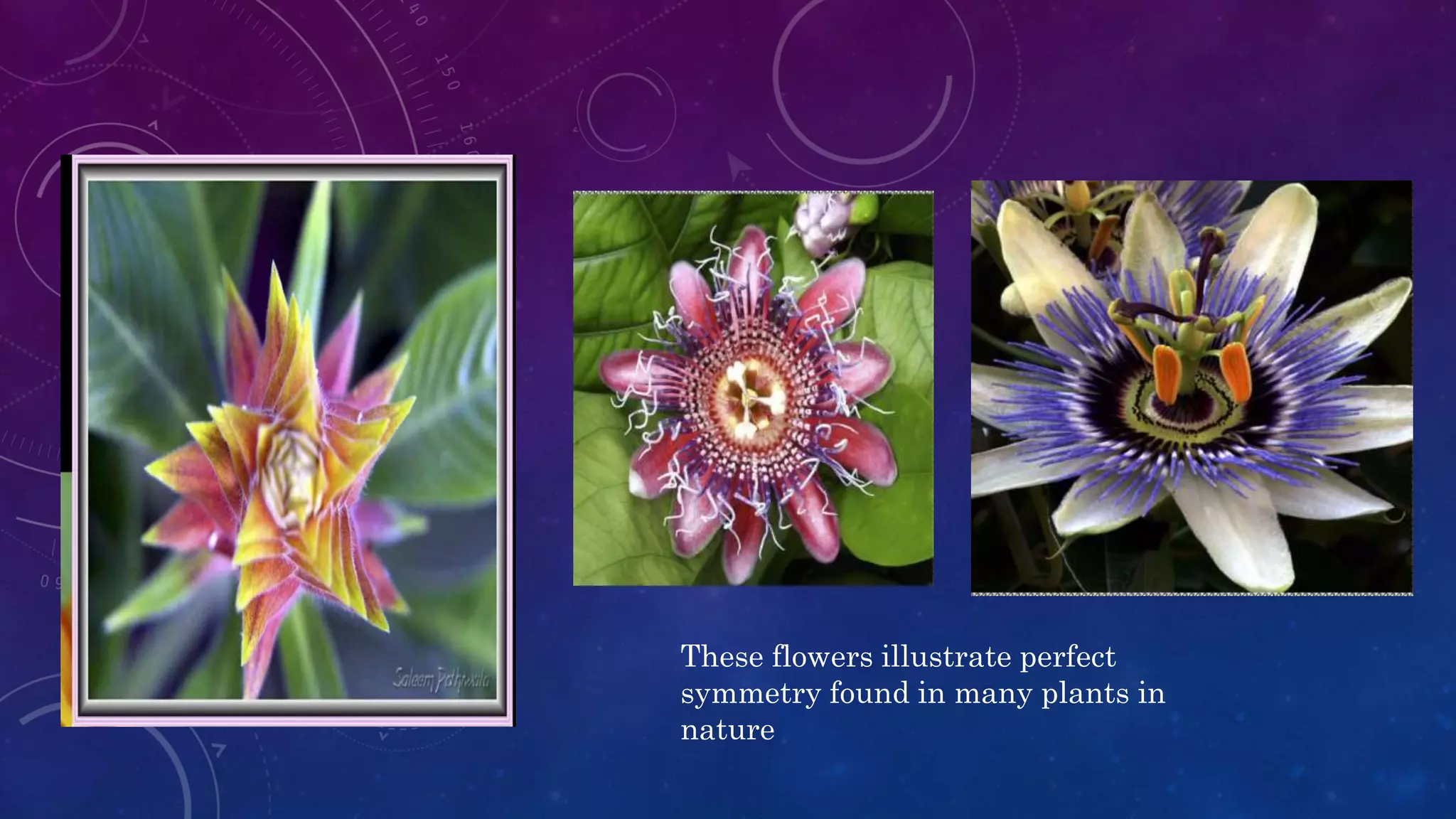These flowers illustrate perfect
symmetry found in many plants in
nature
 