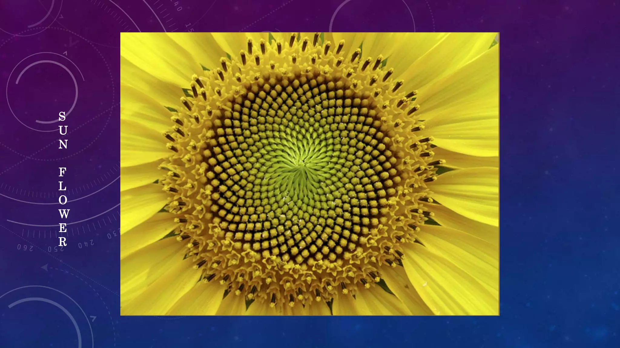 S
U
N
F
L
O
W
E
R
 