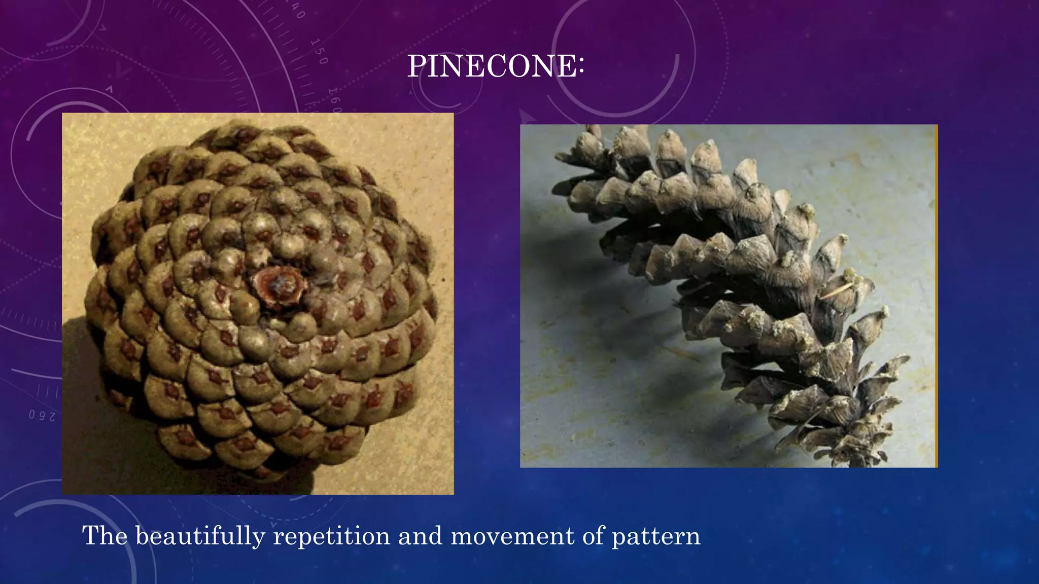PINECONE:
The beautifully repetition and movement of pattern
 
