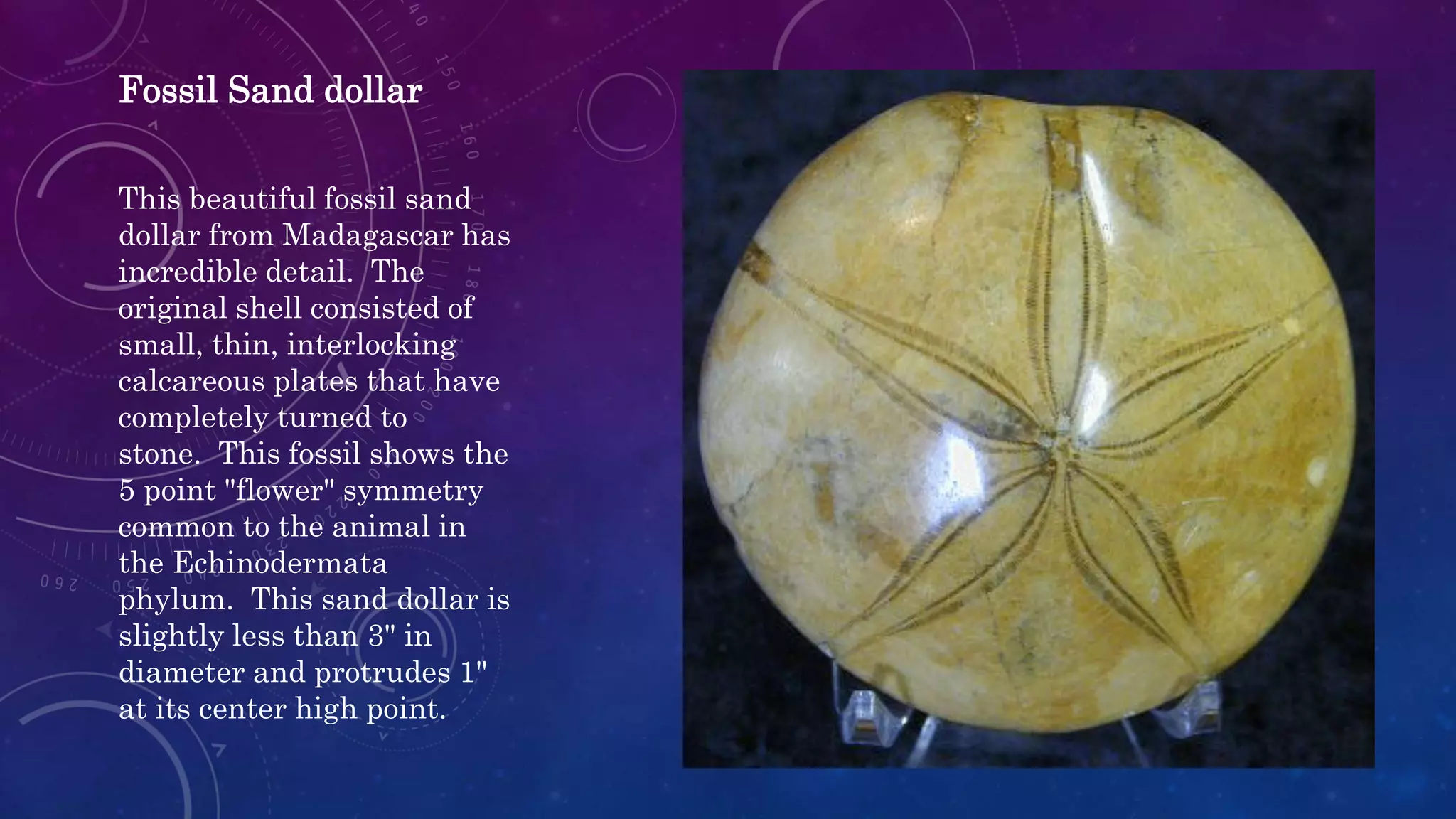 This beautiful fossil sand
dollar from Madagascar has
incredible detail. The
original shell consisted of
small, thin, interlocking
calcareous plates that have
completely turned to
stone. This fossil shows the
5 point "flower" symmetry
common to the animal in
the Echinodermata
phylum. This sand dollar is
slightly less than 3" in
diameter and protrudes 1"
at its center high point.
Fossil Sand dollar
 