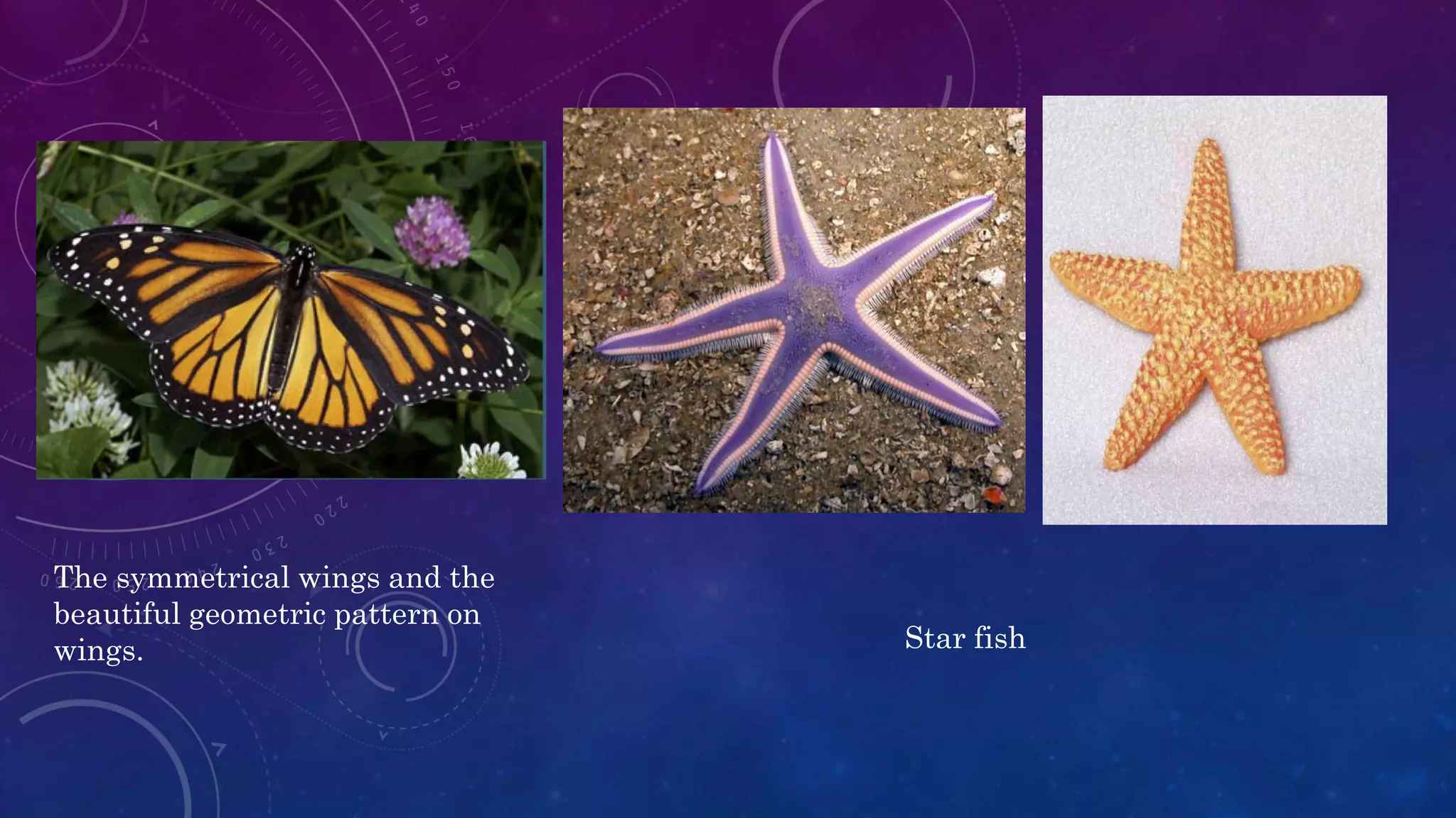 The symmetrical wings and the
beautiful geometric pattern on
wings. Star fish
 